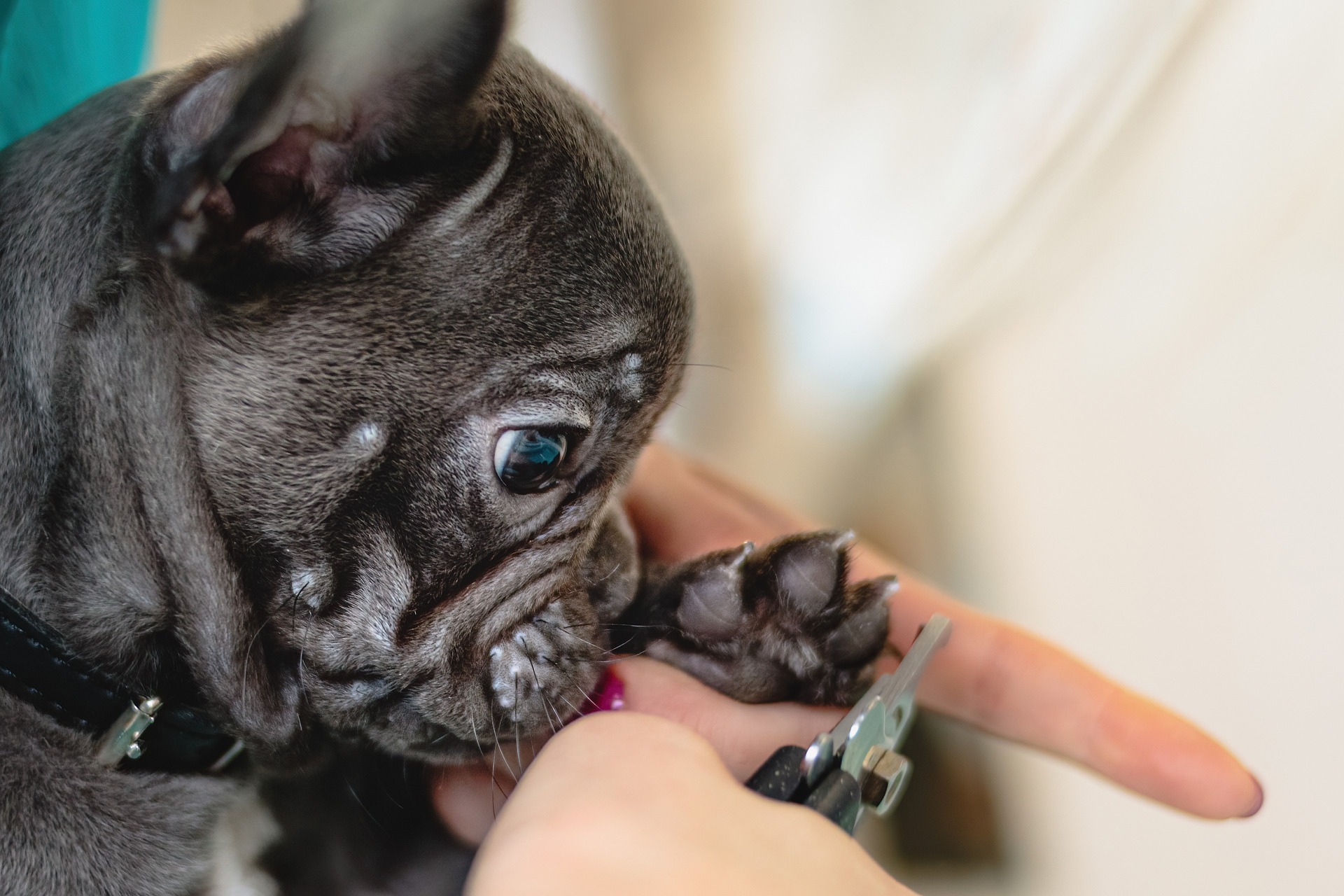 THE HAPPY DOG CLUB 🐾 Trusted Mobile Dog Grooming Specialist Perth, WA.