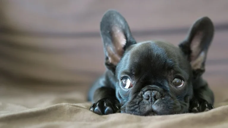 Cute French Bulldog nail clip at The Happy Dog Club
