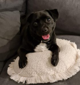 Diego The Happy Dog Club Mobile Dog Grooming Fremantle Melville Cockburn Perth