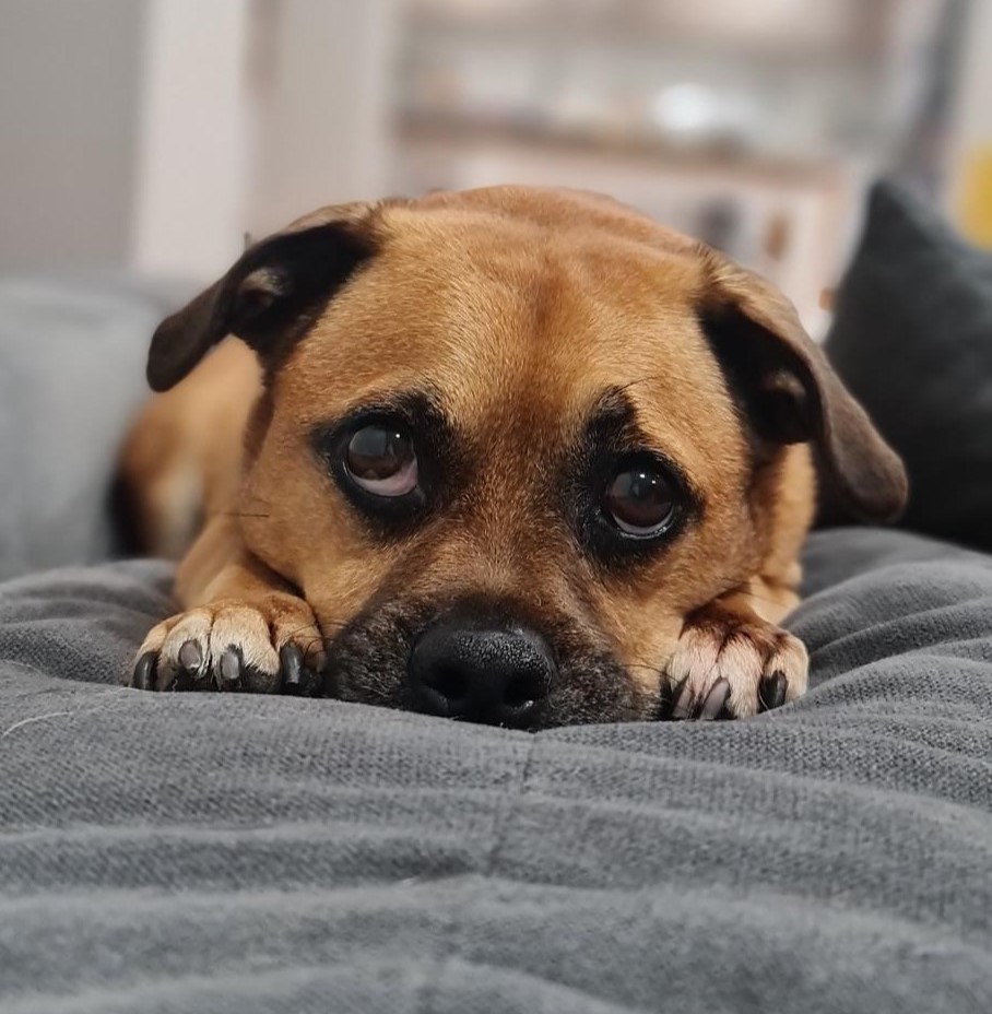 Franckie Jug Dog Mobile Dog Grooming Fremantle Cockburn Melville Perth The Happy Dog Club