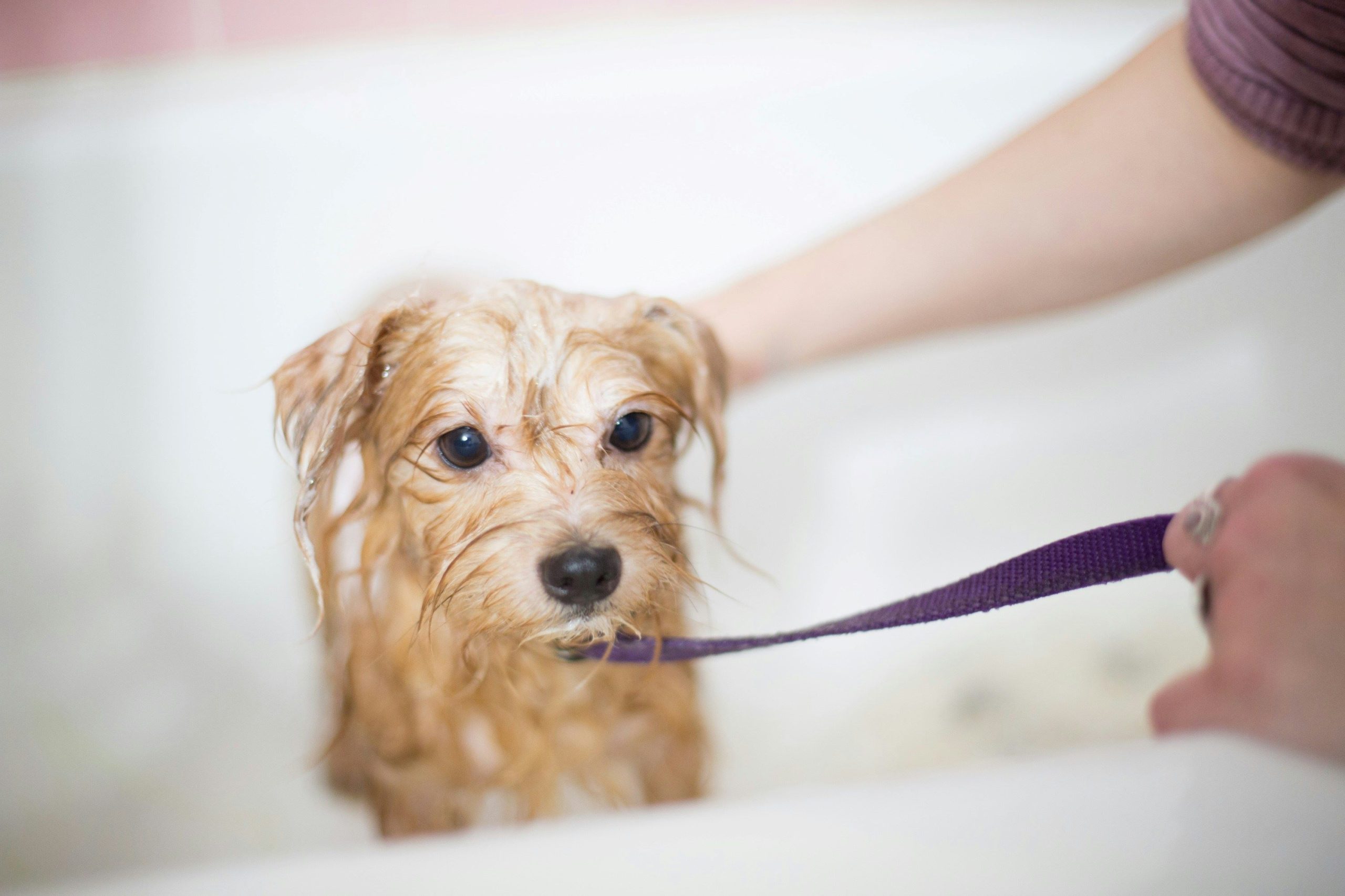 Puppy bath time at The Happy Dog Club Clean coat and healthy skin premium shampoos and conditioner