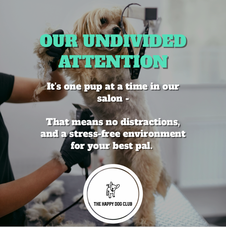 Reasons to choose The Happy Dog Club 2 - Our undivided attention One dog at a time